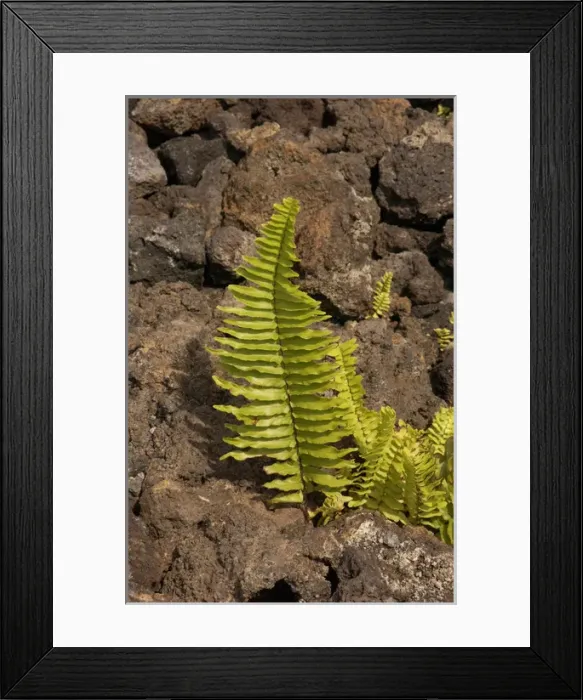 Framed Print : USA, Hawaii, Big Island, lava fields near Kona Framed Print : USA, Hawaii, Big Island, lava fields near Kona
