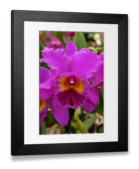 Framed Print : USA, Hawaii, Orchid Framed Print : USA, Hawaii, Orchid