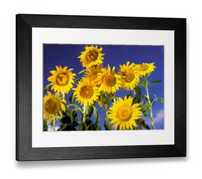 Framed Print : USA, Hawaiian Islands. Sunflowers