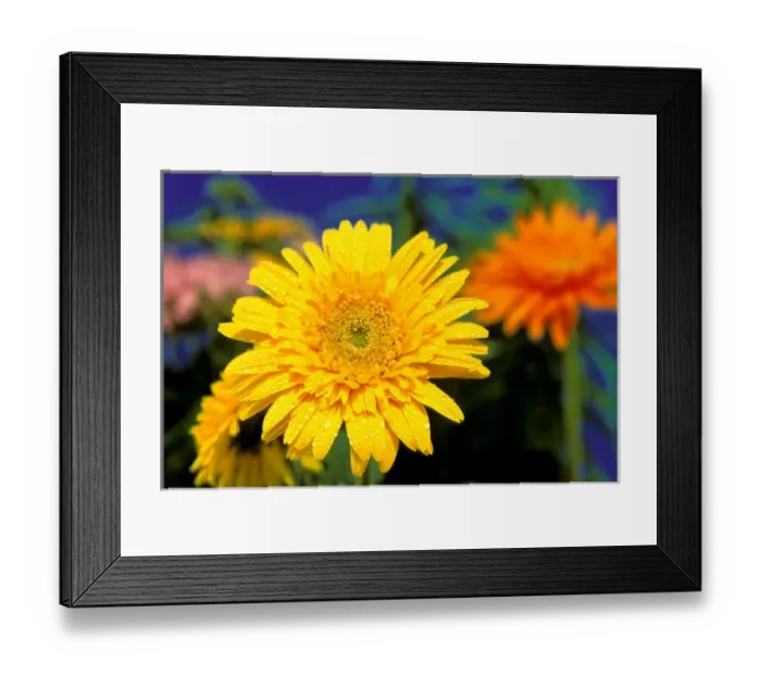 Framed Print : USA, Hawaiian Islands. Closeup of flowers Framed Print : USA, Hawaiian Islands. Closeup of flowers