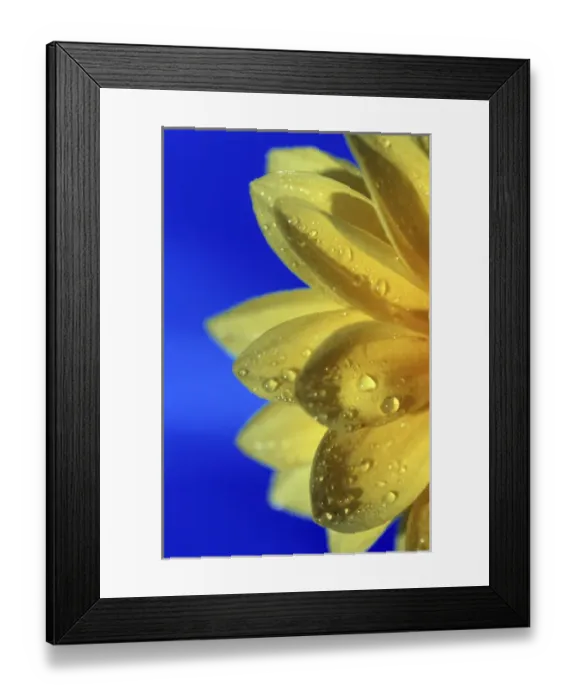 Framed Print : North America, USA, Hawaii. Flower details