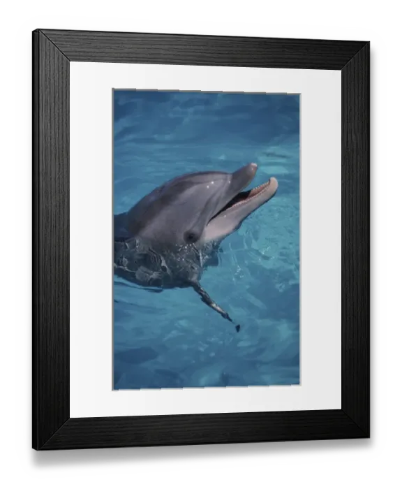Framed Print : North America, USA, Hawaii. Dolphin Framed Print : North America, USA, Hawaii. Dolphin