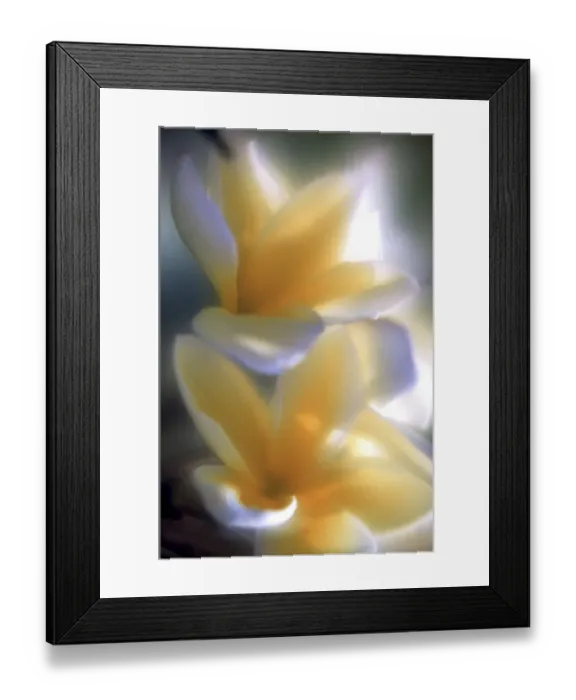 Framed Print : North America, USA, Hawaii. Flower details Framed Print : North America, USA, Hawaii. Flower details