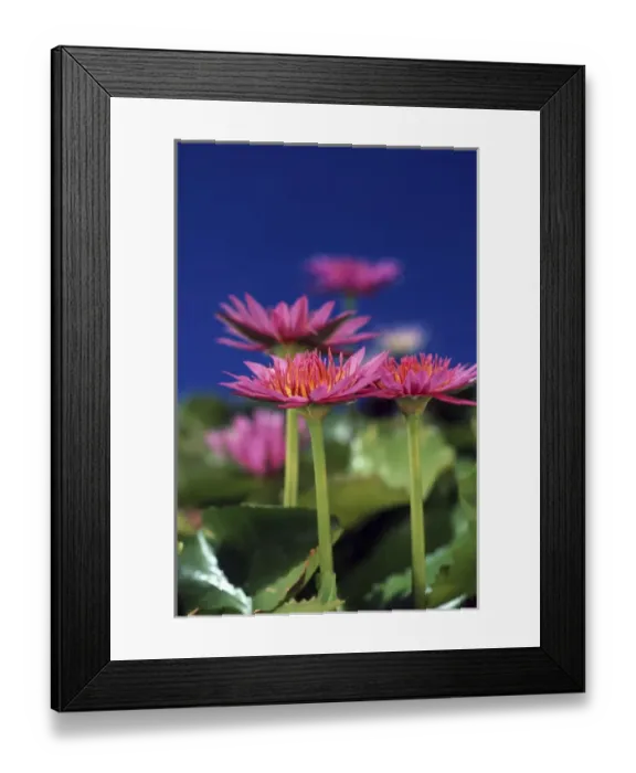 Framed Print : North America, USA, Hawaii. Flower details