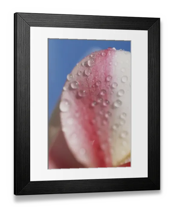 Framed Print : North America, USA, Hawaii. Flower details