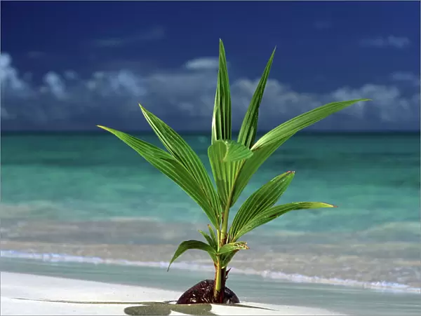 North America, USA, Hawaii. Palm tree sprouting from coconut
