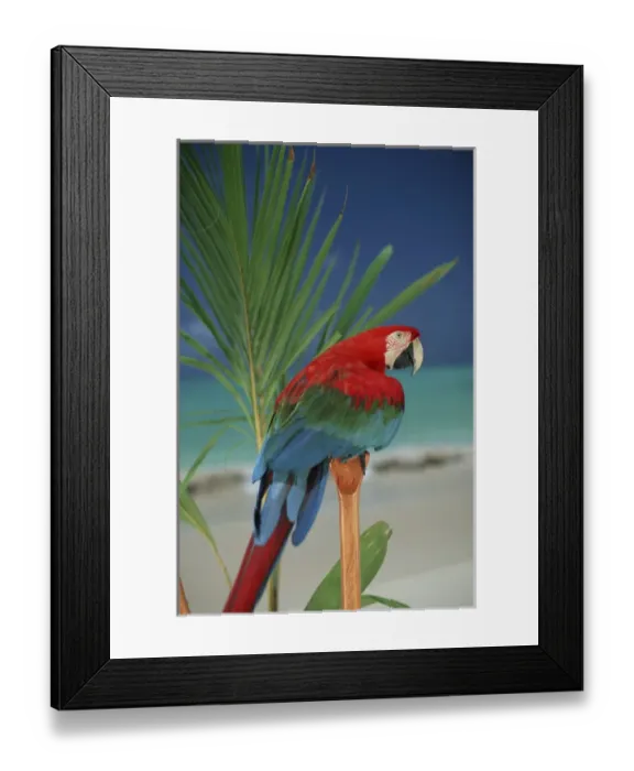 Framed Print : North America, USA, Hawaii. Parrot Framed Print : North America, USA, Hawaii. Parrot