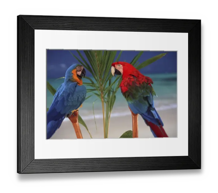 Framed Print : North America, USA, Hawaii. Parrots on palm Framed Print : North America, USA, Hawaii. Parrots on palm