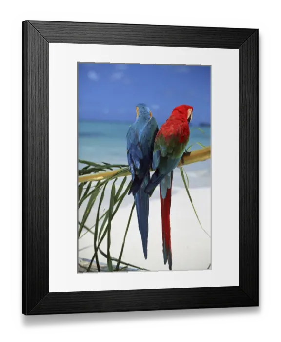 Framed Print : North America, USA, Hawaii. Parrots on palm Framed Print : North America, USA, Hawaii. Parrots on palm
