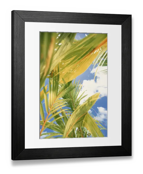 Framed Print : North America, USA, Hawaii. Palms