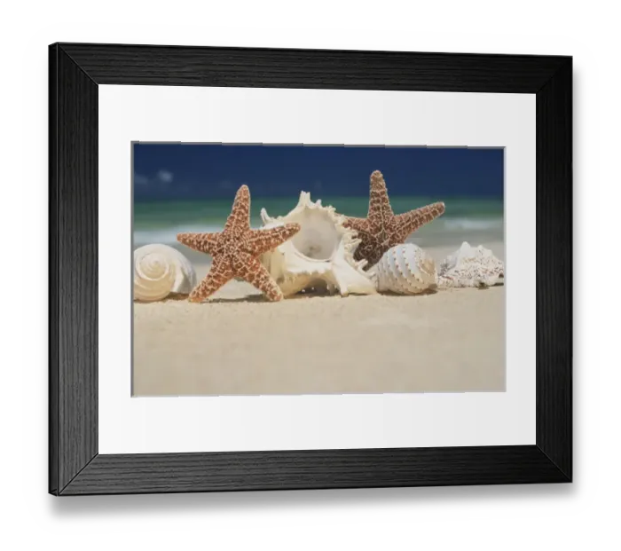 Framed Print : North America, USA, Hawaii. Sea shells Framed Print : North America, USA, Hawaii. Sea shells