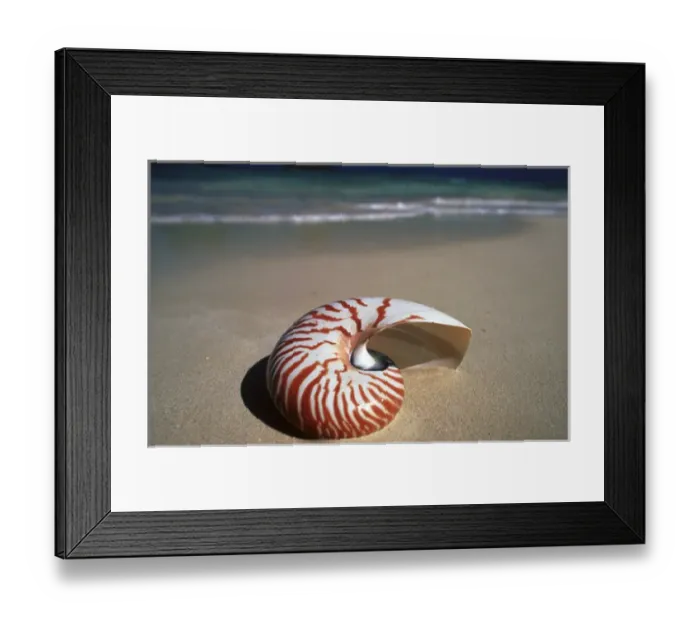 Framed Print : North America, USA, Hawaii. Sea shell Framed Print : North America, USA, Hawaii. Sea shell