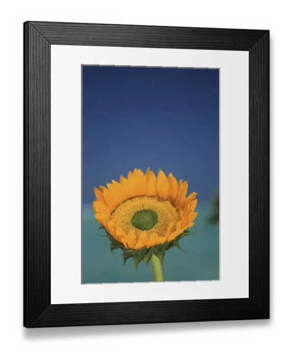 Framed Print : North America, USA, Hawaii. Sun flower detail Framed Print : North America, USA, Hawaii. Sun flower detail