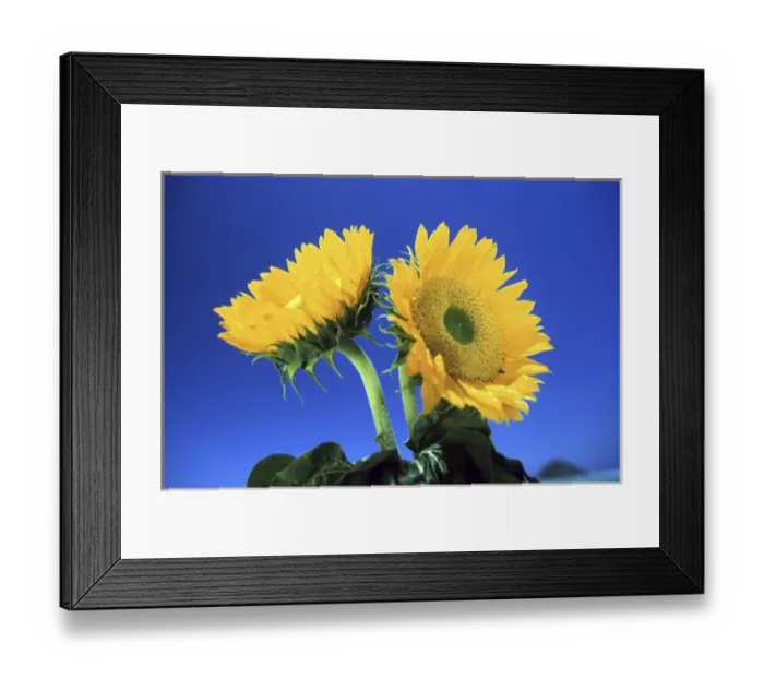 Framed Print : North America, USA, Hawaii. Sun flowers Framed Print : North America, USA, Hawaii. Sun flowers
