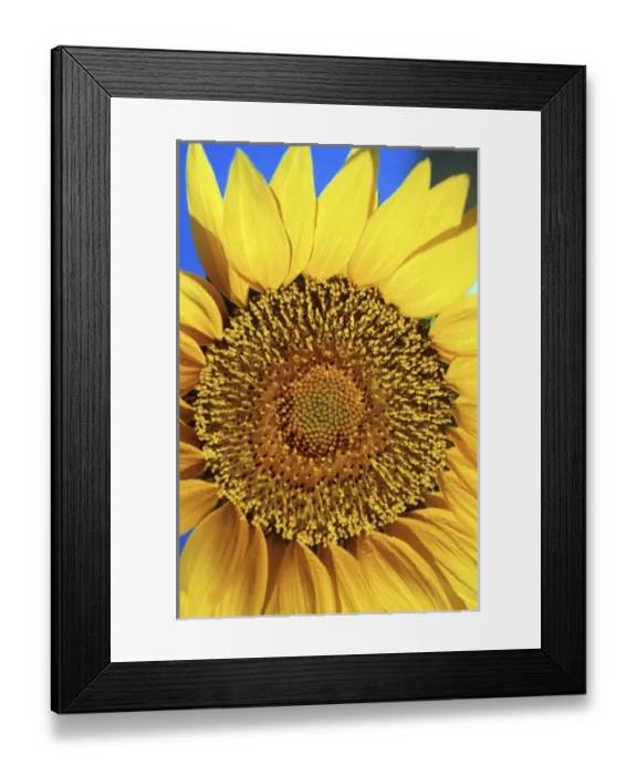 Framed Print : North America, USA, Hawaii. Sunflower details Framed Print : North America, USA, Hawaii. Sunflower details