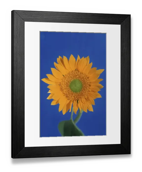 Framed Print : North America, USA, Hawaii. Sunflower detail Framed Print : North America, USA, Hawaii. Sunflower detail