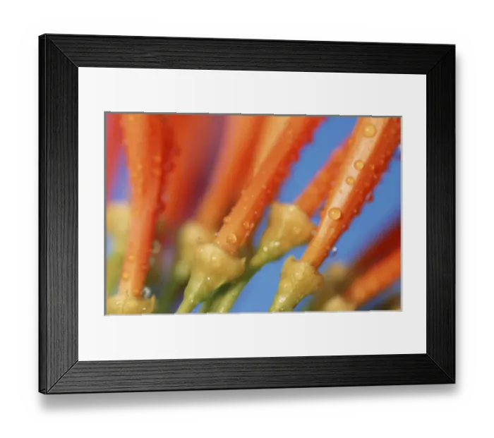 Framed Print : North America, USA, Hawaii. Tropical flower detail