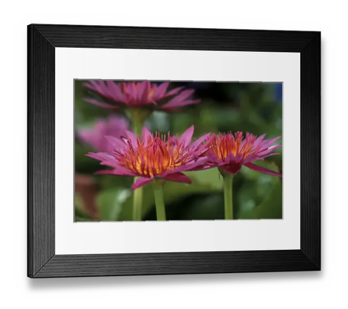 Framed Print : North America, USA, Hawaii. Tropical flower detail Framed Print : North America, USA, Hawaii. Tropical flower detail