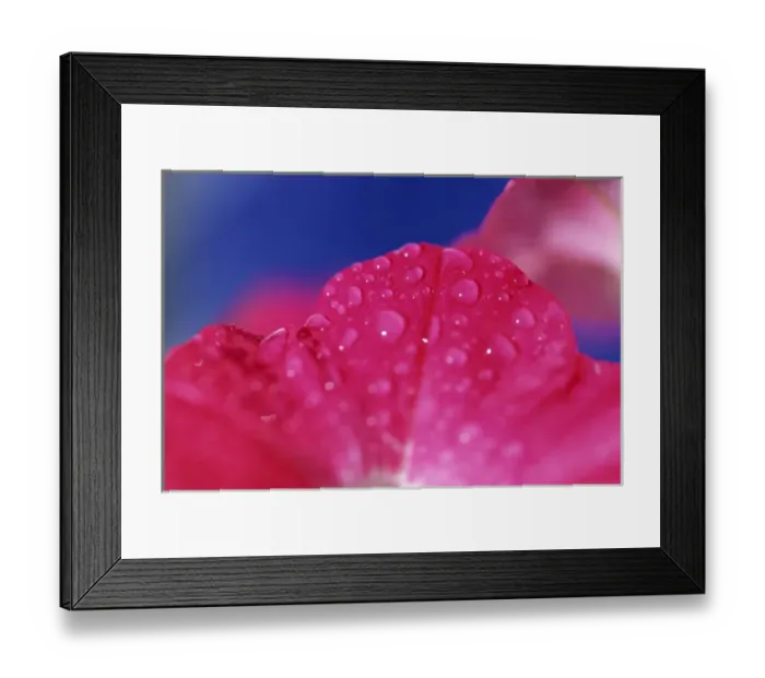 Framed Print : North America, USA, Hawaii. Tropical flower detail