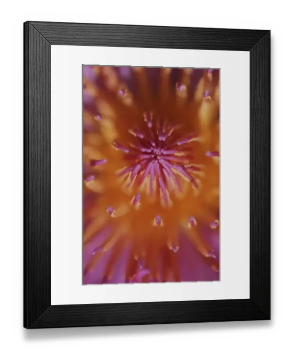 Framed Print : North America, USA, Hawaii. Tropical flower detail