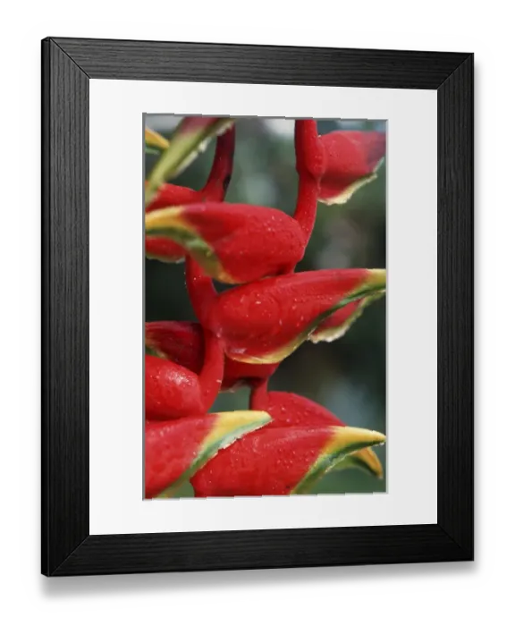 Framed Print : North America, USA, Hawaii. Tropical flower detail Framed Print : North America, USA, Hawaii. Tropical flower detail