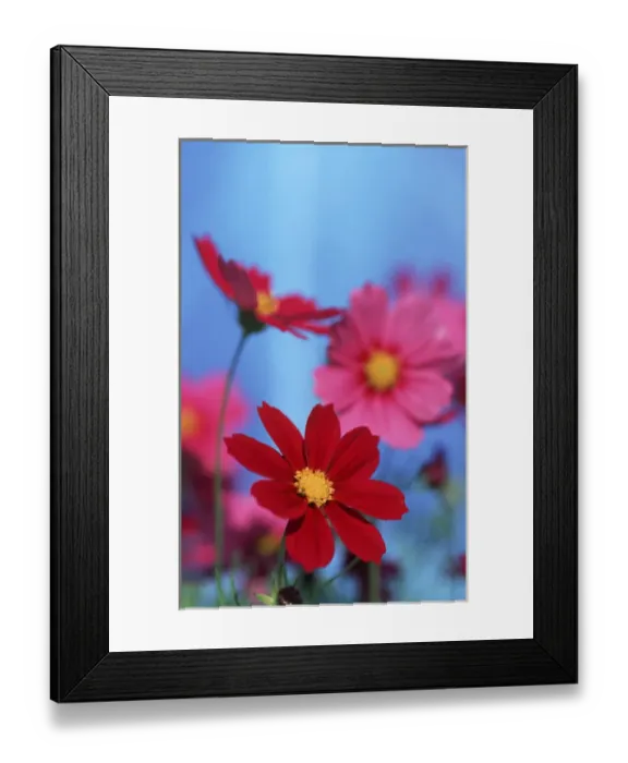 Framed Print : North America, USA, Hawaii. Tropical flowers Framed Print : North America, USA, Hawaii. Tropical flowers