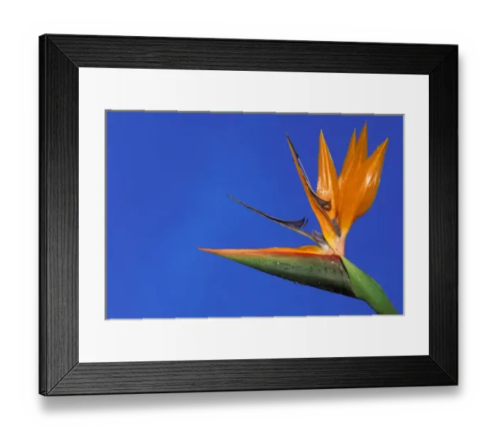 Framed Print : USA, Hawaii. Bird of Paradise Framed Print : USA, Hawaii. Bird of Paradise