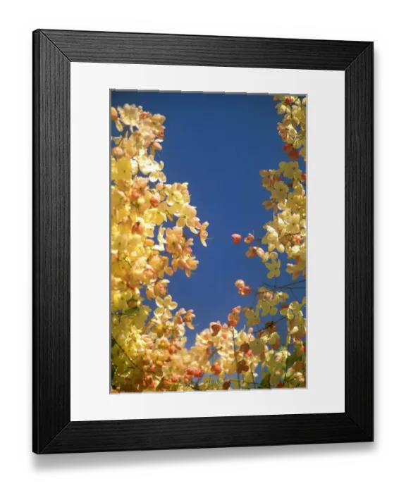 Framed Print : USA, Hawaii. Detail of colorful leaves Framed Print : USA, Hawaii. Detail of colorful leaves