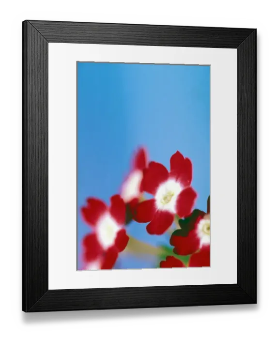 Framed Print : USA, Hawaii. Flower detail