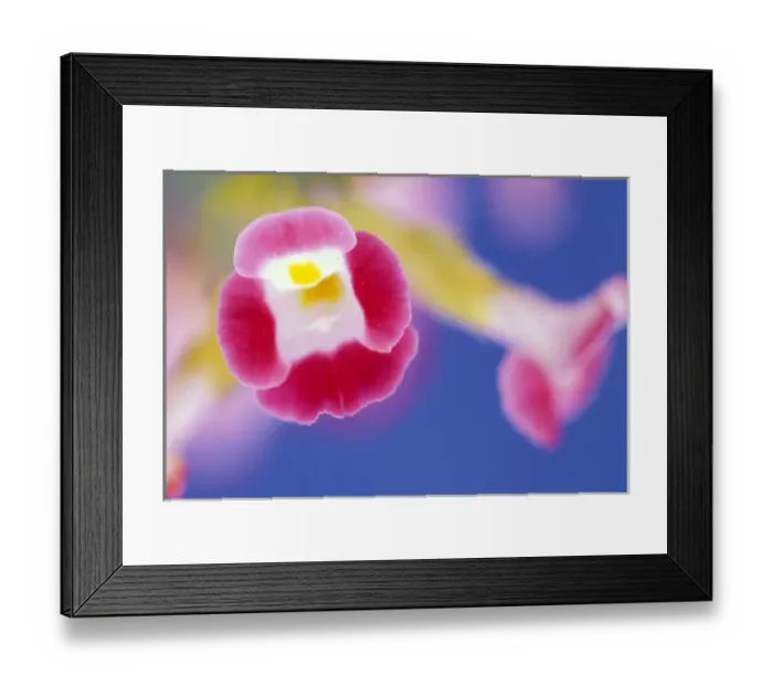 Framed Print : USA, Hawaii. Flower detail Framed Print : USA, Hawaii. Flower detail