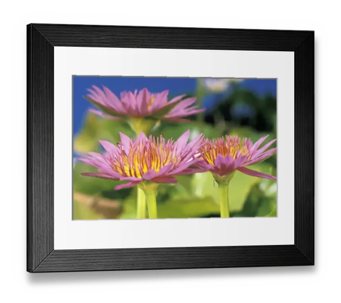 Framed Print : USA, Hawaii. Flower details Framed Print : USA, Hawaii. Flower details