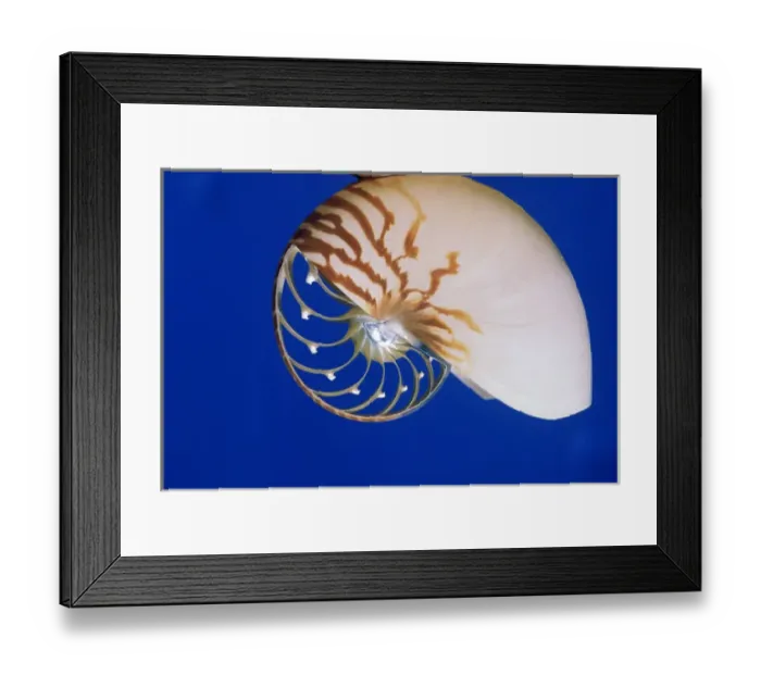 Framed Print : USA, Hawaii. Interior view of a Nautilus shell Framed Print : USA, Hawaii. Interior view of a Nautilus shell