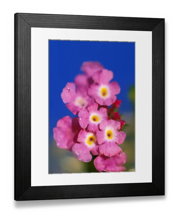 Framed Print : USA, Hawaii. Flower detail Framed Print : USA, Hawaii. Flower detail