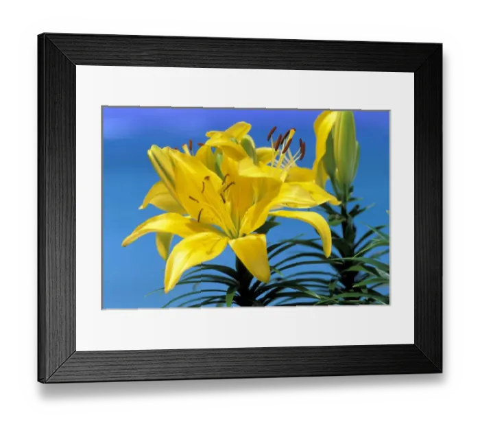 Framed Print : USA, Hawaii. Lilly Framed Print : USA, Hawaii. Lilly