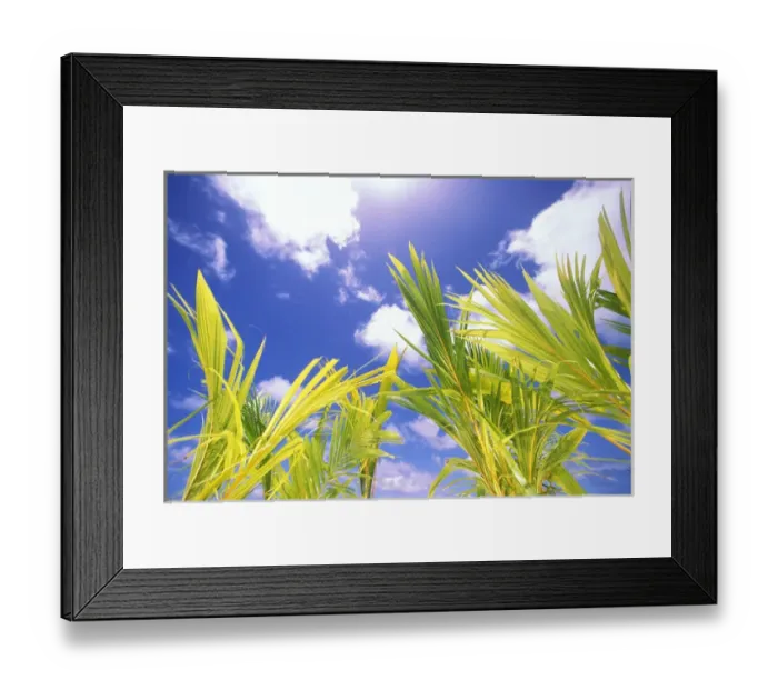 Framed Print : USA, Hawaii. Palms and blue sky Framed Print : USA, Hawaii. Palms and blue sky