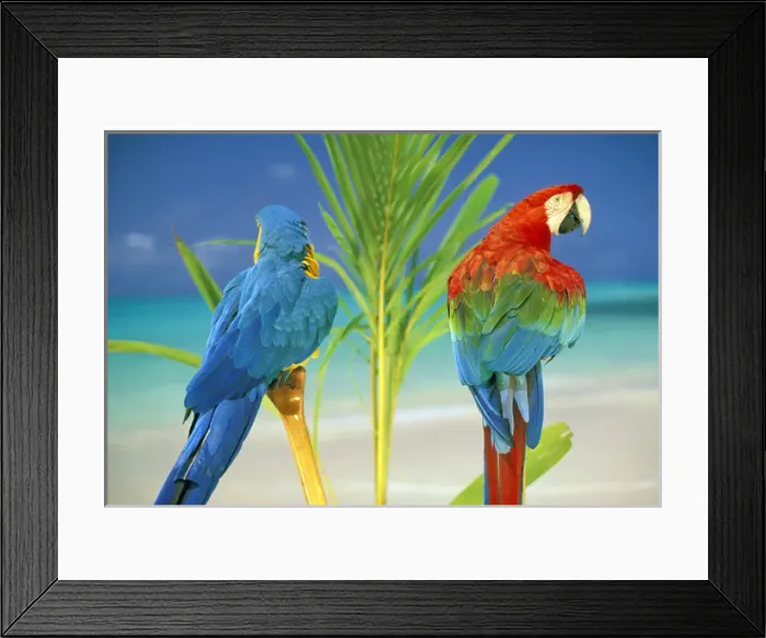 Framed Print : USA, Hawaii. Parrots at the beach Framed Print : USA, Hawaii. Parrots at the beach