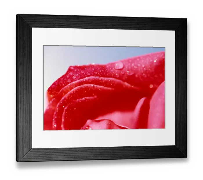 Framed Print : USA, Hawaii. Rose detail Framed Print : USA, Hawaii. Rose detail