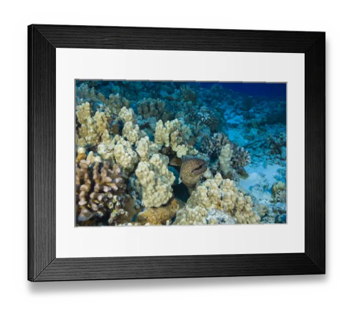 Framed Print : Scuba Diving at Molokini Crater, Maui, Hawaii, USA Framed Print : Scuba Diving at Molokini Crater, Maui, Hawaii, USA
