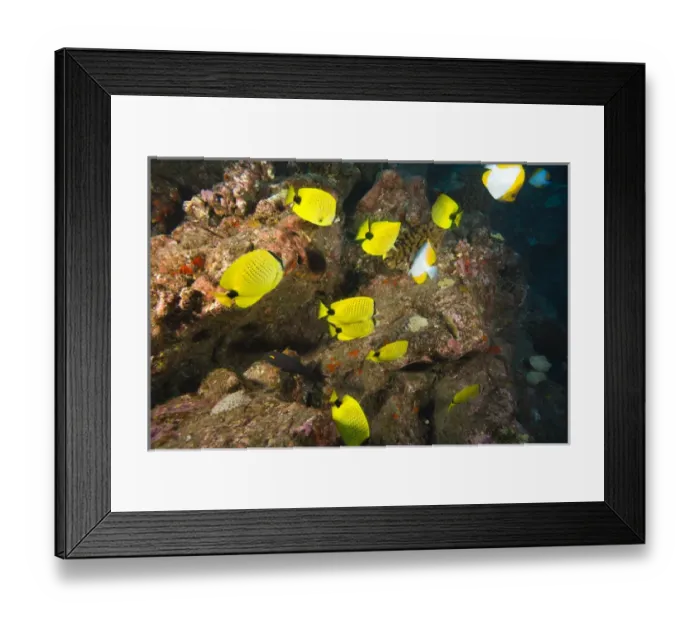 Framed Print : A school of Butterflyfish, Puka Maui Dive, adventure diving with North Shore Explorers