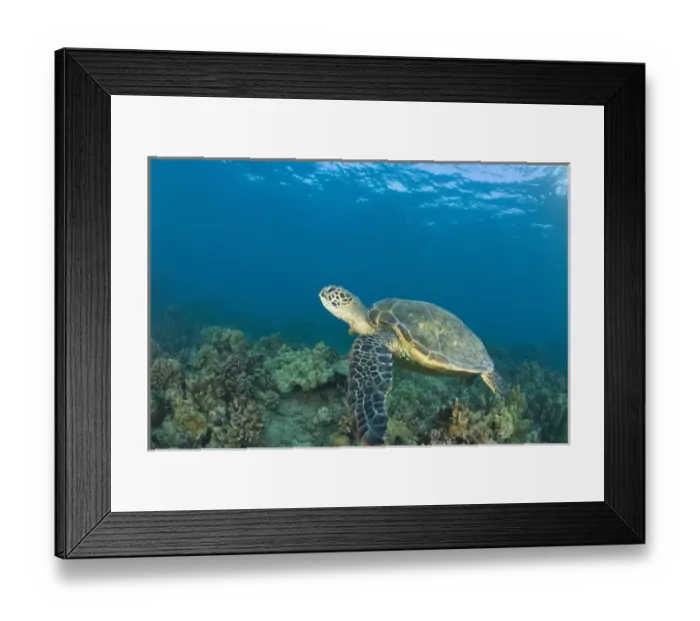 Framed Print : The Green Sea Turtle, (Chelonia mydas), is the largest hard-shelled sea turtle Framed Print : The Green Sea Turtle, (Chelonia mydas), is the largest hard-shelled sea turtle
