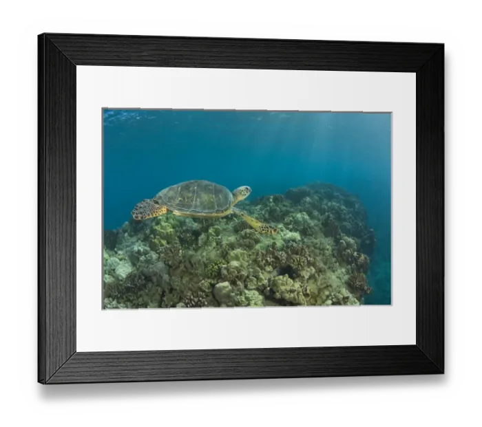 Framed Print : The Green Sea Turtle, (Chelonia mydas), is the largest hard-shelled sea turtle Framed Print : The Green Sea Turtle, (Chelonia mydas), is the largest hard-shelled sea turtle