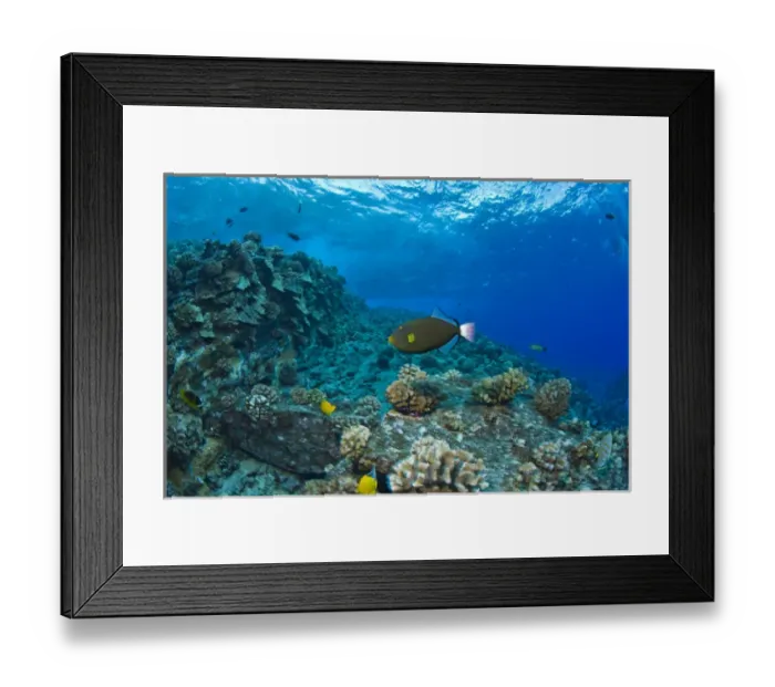 Framed Print : Molokini Crater (Bird Sanctuary), South Maui, Hawaii, USA Framed Print : Molokini Crater (Bird Sanctuary), South Maui, Hawaii, USA