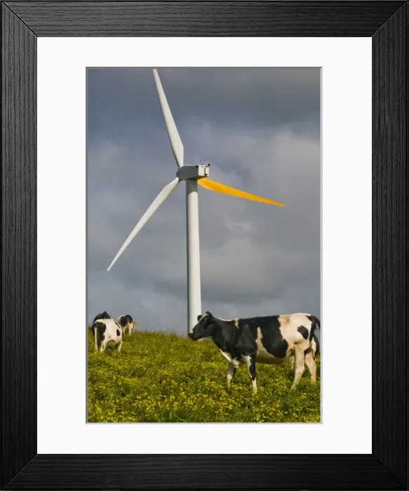 Framed Print : USA, Hawaii, Upolu Point. Cows grazing on the grass at a windmill farm Framed Print : USA, Hawaii, Upolu Point. Cows grazing on the grass at a windmill farm