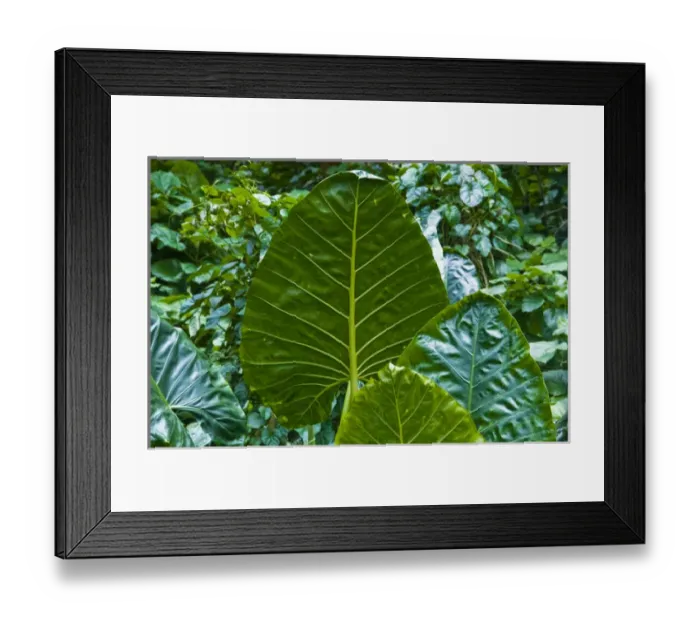 Framed Print : USA, Hawaii, Waipio Valley. Close-up of the leaves of a Taro (Colocasia esculenta) plant Framed Print : USA, Hawaii, Waipio Valley. Close-up of the leaves of a Taro (Colocasia esculenta) plant