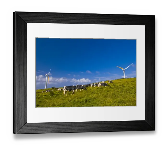 Framed Print : USA, Hawaii, North Kohala, Upolu Point. Cows grazing on the grass at a windmill farm Framed Print : USA, Hawaii, North Kohala, Upolu Point. Cows grazing on the grass at a windmill farm