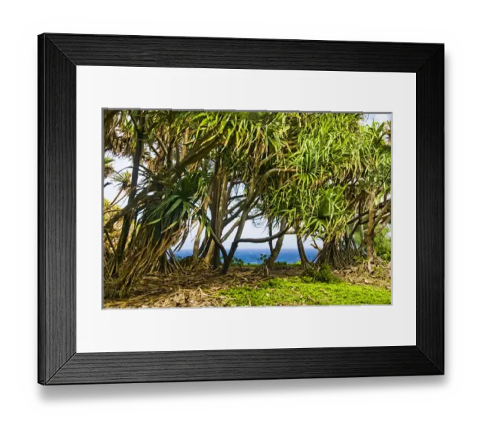 Framed Print : USA, Hawaii, Pacific Ocean. Pandanus tree (Pandanus tectorius) or Hala tree