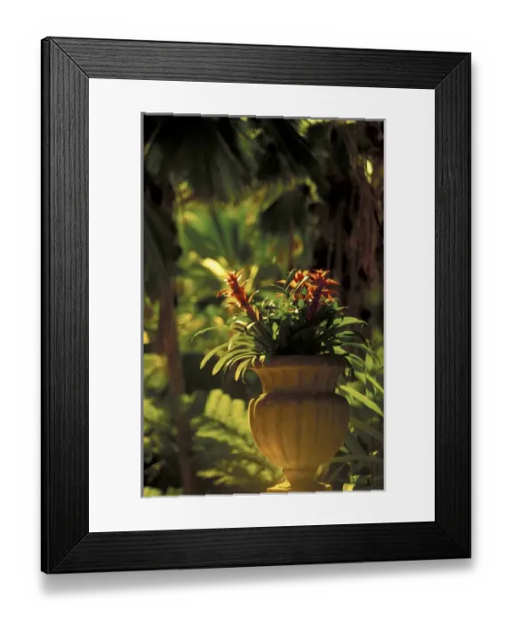 Framed Print : Hawaii, Maui Flowers in pot