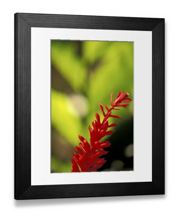 Framed Print : Hawaii, Maui Red flower Framed Print : Hawaii, Maui Red flower