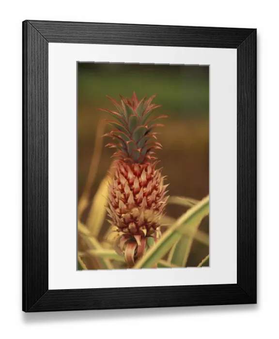 Framed Print : Hawaii, Oahu Pineapple plant Framed Print : Hawaii, Oahu Pineapple plant