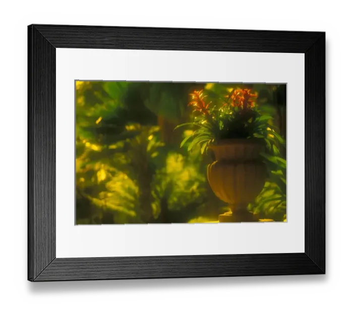 Framed Print : Hawaii Potted plants Framed Print : Hawaii Potted plants